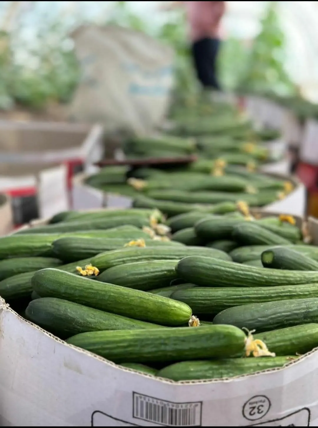 ICON Horticulture Field Work - Polyhouse & Net House Construction